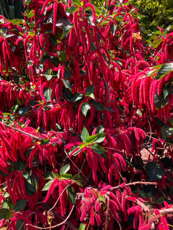 Botanical tropical city park of Puerto de la Cruz, Tenerife, Canary Islands, Spainの写真素材