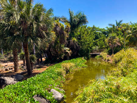 Botanical tropical city park of Puerto de la Cruz, Tenerife, Canary Islands, Spainの写真素材