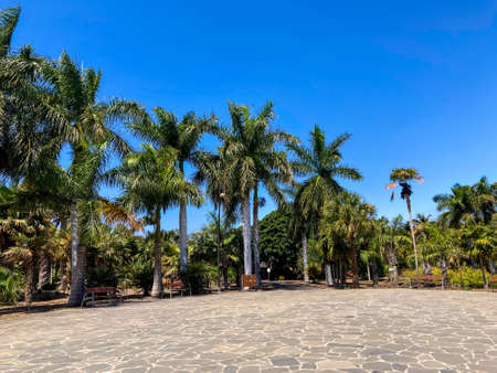 Botanical tropical city park of Puerto de la Cruz, Tenerife, Canary Islands, Spainの写真素材
