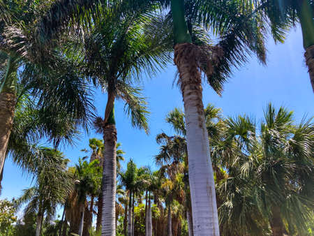 Botanical tropical city park of Puerto de la Cruz, Tenerife, Canary Islands, Spainの写真素材