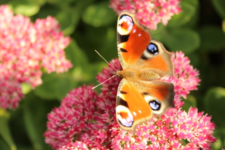 Peacock butterflyの写真素材