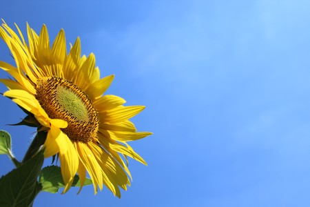 Sunflower in front of blue summer skyの写真素材