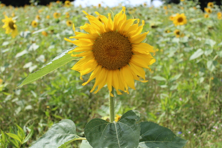 Sunflower fieldの写真素材
