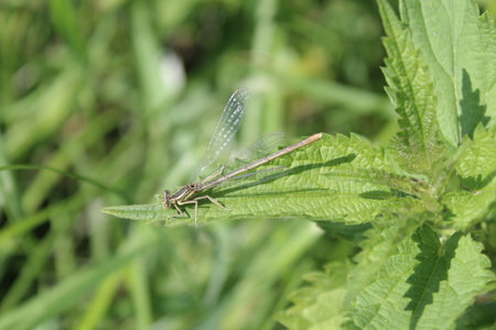 dragon-fly