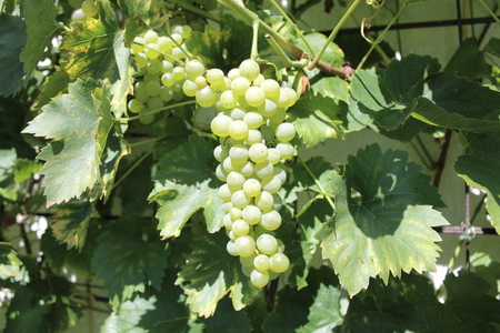 grapesの写真素材