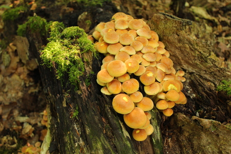 Mushrooms in the forestの写真素材