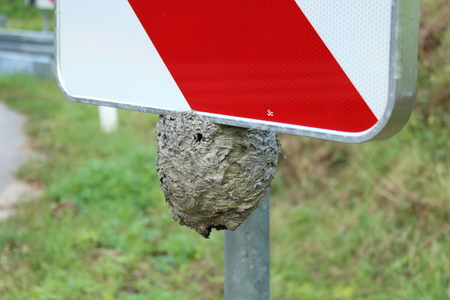 Wasp nest at a road signの写真素材