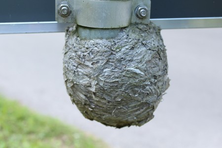 Wasp nest at a road signの写真素材