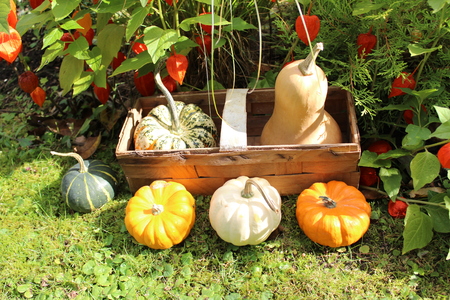 Gourds in front of Lampion flowersの写真素材