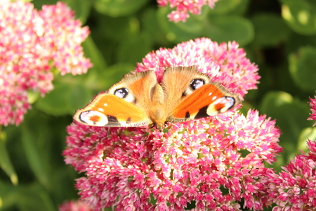 Peacock butterflyの写真素材