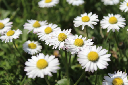 Daisy flowerの写真素材