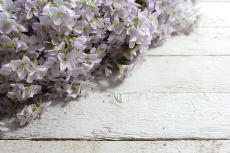 Cuckoo Flowerの写真素材