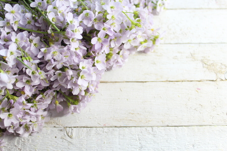 Cuckoo Flowerの写真素材
