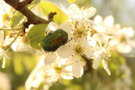 Rosenk?fer on a pear blossomの写真素材