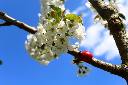 Ladybugs in the cherry treeの写真素材