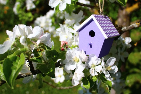 Birdhouse in the apple tree