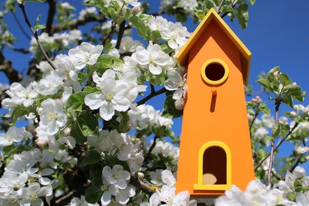 Birdhouse in the apple treeの写真素材