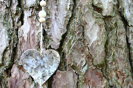 A heart on a treeの写真素材