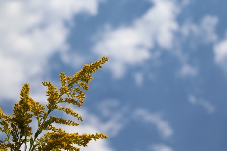 Yellow flower in front of sky with cloudsの写真素材