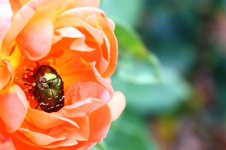 Rose beetle in a rose blossomの写真素材