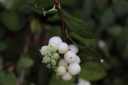 Snowberry after the rainの写真素材