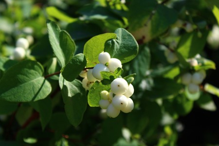 Snow berries in front of blue summer skyの写真素材