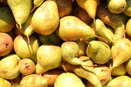 pear harvestの写真素材