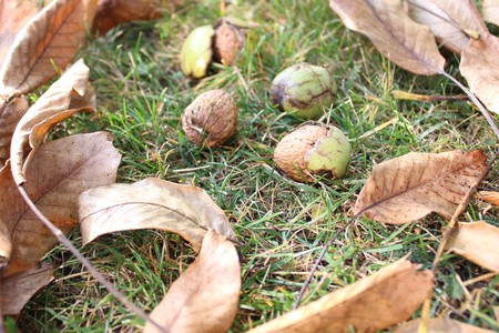 Ripe walnuts in the grassの写真素材
