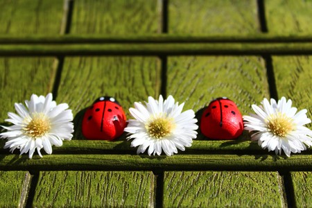 Ladybugs and flowersの写真素材