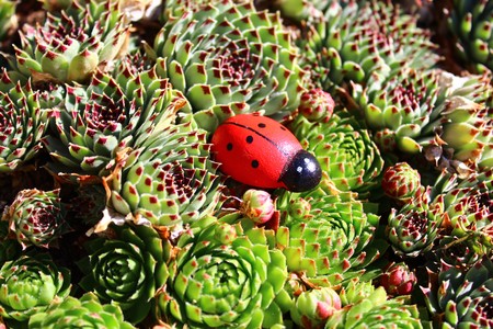 Ladybug in the stone root