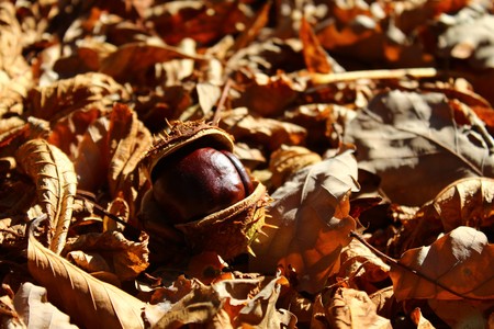 Chestnut in the autumn leavesの写真素材