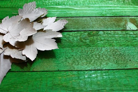 leaves on green boardsの写真素材
