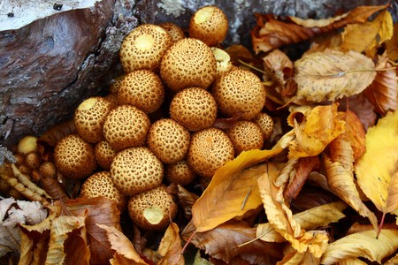 Mushroom on a log