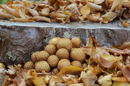 Mushroom on a logの写真素材