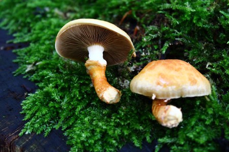 Mushroom on mossの写真素材