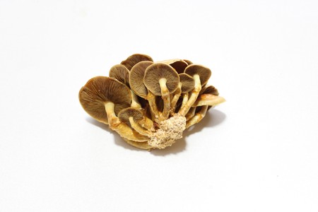 Mushroomの写真素材