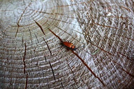 A red beetle on a tree trunk