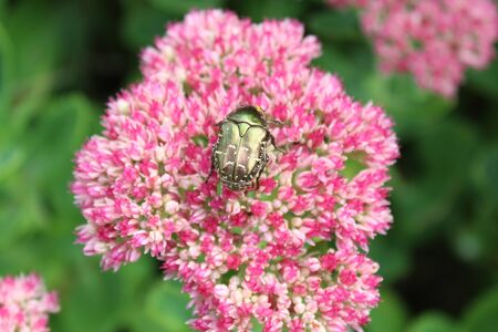 rose chafer on a flowerの写真素材