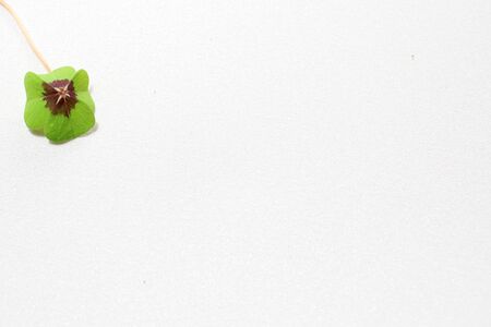 lucky clover on a white background