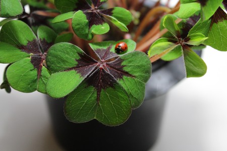 Ladybird on lucky cloverの写真素材
