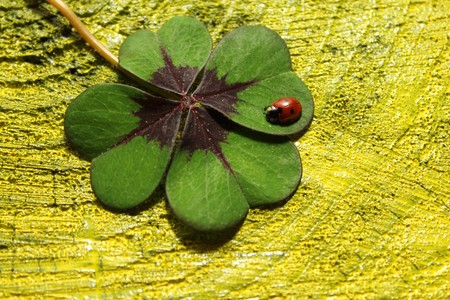 Ladybird on lucky clover on black yellow wooden backgroundの写真素材
