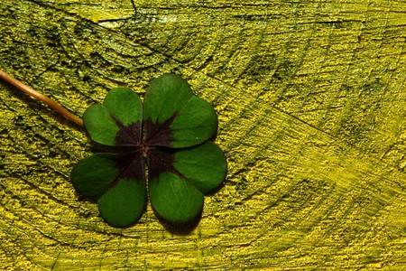 Lucky clover on a black yellow wooden background