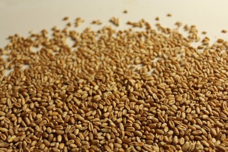 wheat grainsの写真素材
