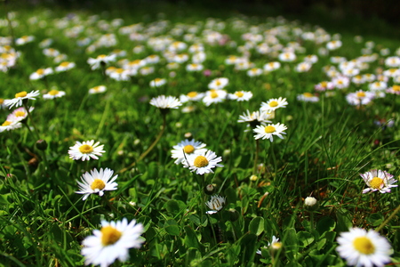 Meadow with daisiesの写真素材