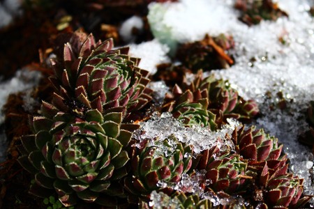 houseleek in the winterの写真素材