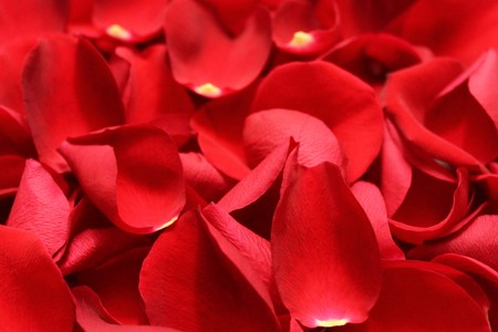 Rose petalsの写真素材