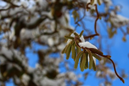 Corkscrew pasture with snow in winterの写真素材