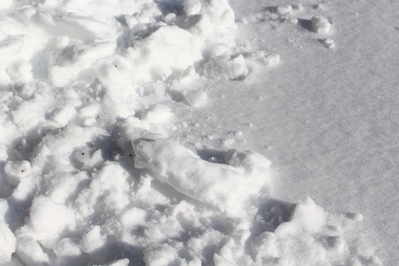 Snow in the winterの写真素材