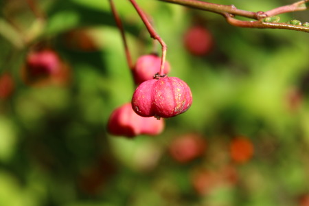 Spindelstrauchの写真素材