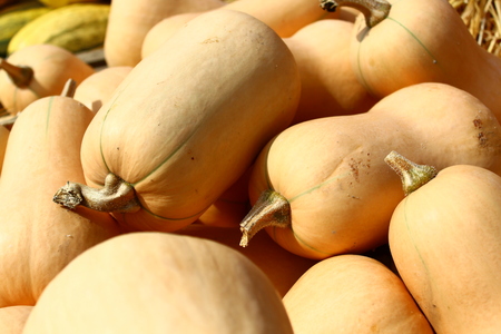 many pumpkinsの写真素材